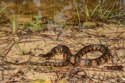 Banded Water Snake photo
