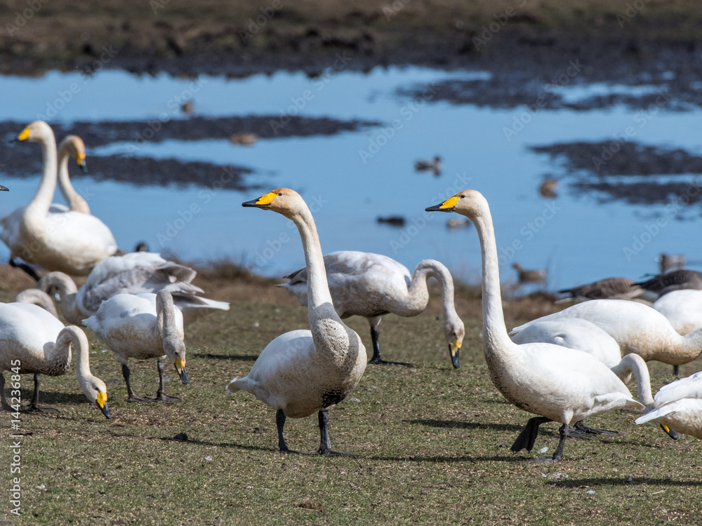 Whooping swans stopping over at world famous Lake Hornborga during migration at springtime in Sweden. Whooping swan is the national bird of Finland. Whooping swans stopping over at world famous Lake Hornborga during migration at springtime in Sweden. Whooping swan is the national bird of Finland.