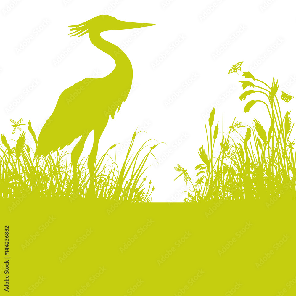 Reiher im Schilf am Teich Adobe Stock