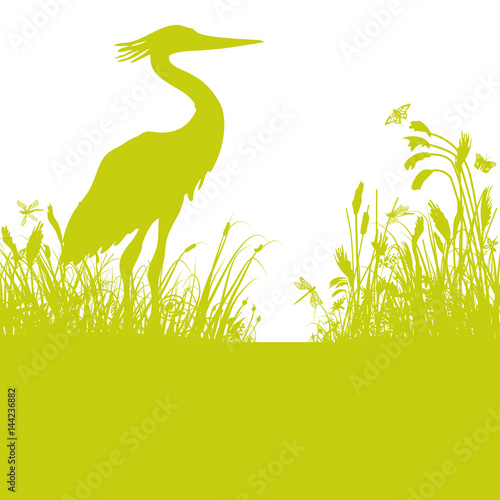 Reiher im Schilf am Teich