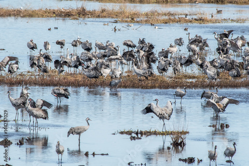 Cranes at Lake Hornborga during migration at springtime in Sweden. During its peak late March – early April up to 20000 cranes can be counted daily.