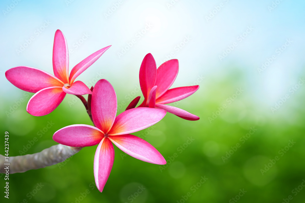 Pink frangipani flower