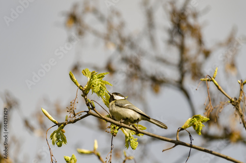 Feasting tit photo