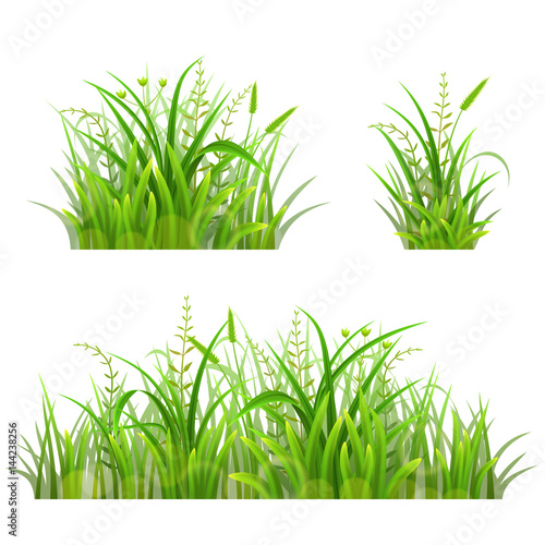 Set of green grass on white, vector illustration