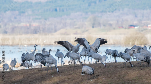 Wallpaper Mural Cranes at Lake Hornborga during migration at springtime in Sweden. During its peak late March – early April up to 20000 cranes can be counted daily. Torontodigital.ca