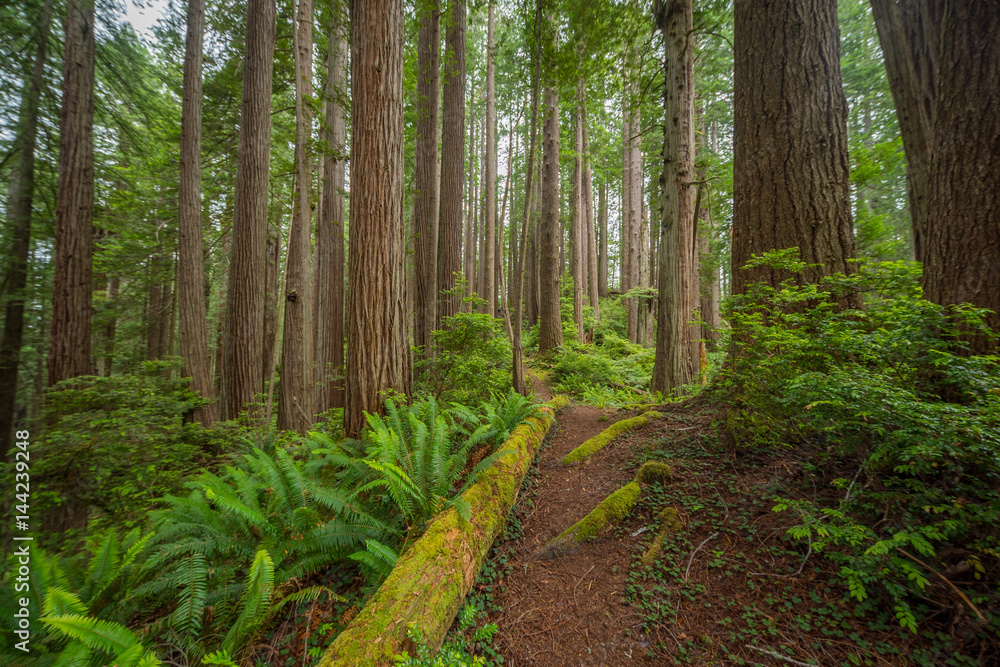 Obraz premium Old-growth sequoias in the fairy green forest. A path in the redwood forest. Redwood national and state parks. California, USA