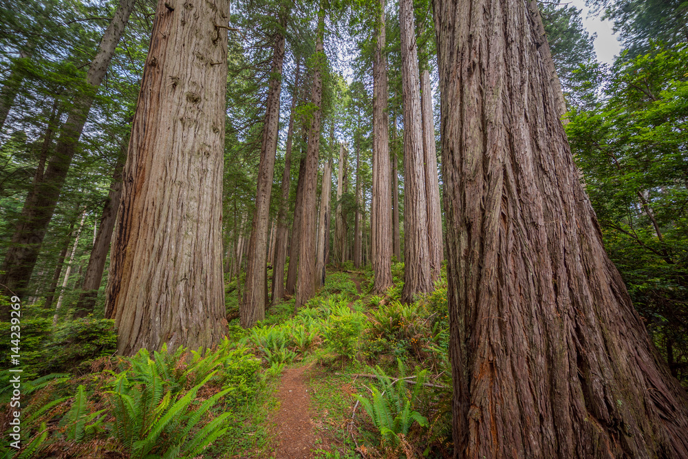 Old-growth sequoias in the fairy green forest. A path in the redwood forest. Redwood national and state parks. California, USA Old-growth sequoias in the fairy green forest. A path in the redwood forest. Redwood national and state parks. California, USA