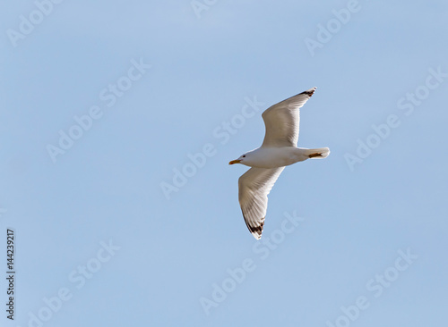 gull flying in a blue sky