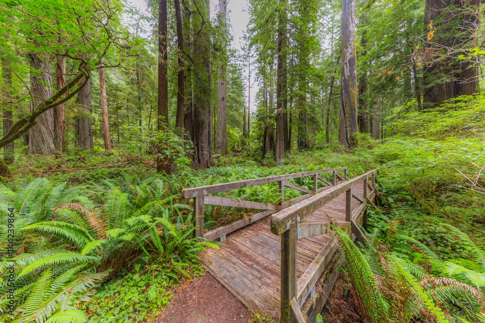 Wooden bridge in the fairy green forest. Large trees were overgrown with moss and fern. Redwood national and state parks. California, USA Wooden bridge in the fairy green forest. Large trees were overgrown with moss and fern. Redwood national and state parks. California, USA