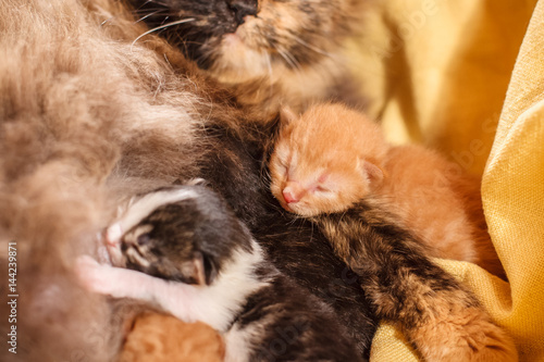 Sweet Cat family - just new born kittens with a mother cat on a yellow cotton. Red, black and white kittens. photo