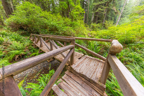 Wooden bridge in the fairy green forest. Large trees were overgrown with moss and fern. Redwood national and state parks. California, USA