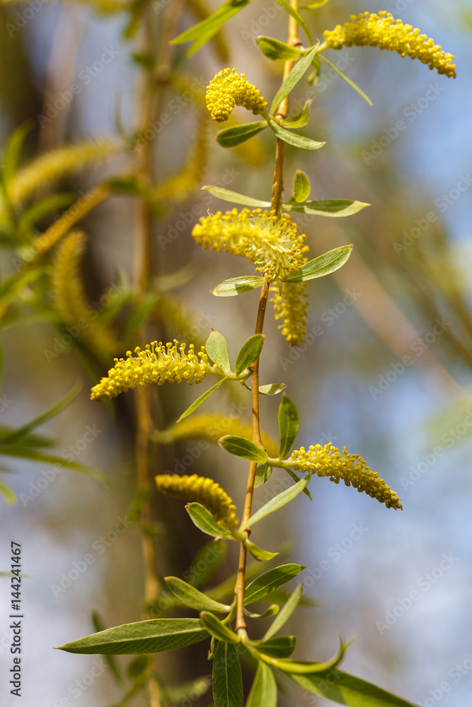 Birch bud blossomed in the spring. Picture taken in the park. Birch bud blossomed in the spring. Picture taken in the park.