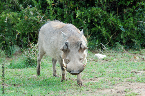 Warthog