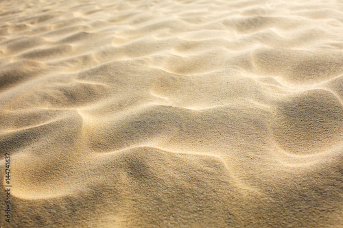 sable en gros plan  photo