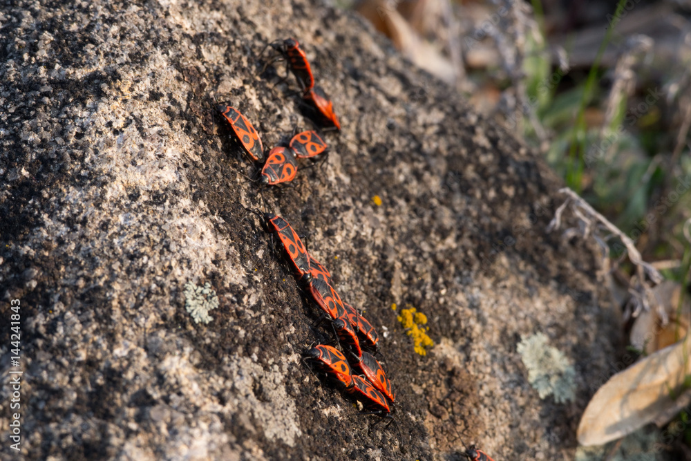 Firebugs, Pyrrhocoris apterus, insect family Pyrrhocoridae. Bugs bask in the spring sun Firebugs, Pyrrhocoris apterus, insect family Pyrrhocoridae. Bugs bask in the spring sun