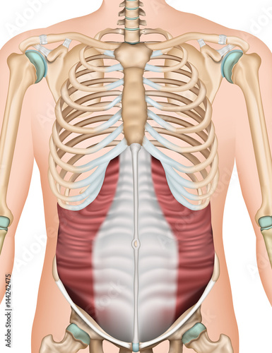 Musculus obliquus externus abdominis vector illustration photo