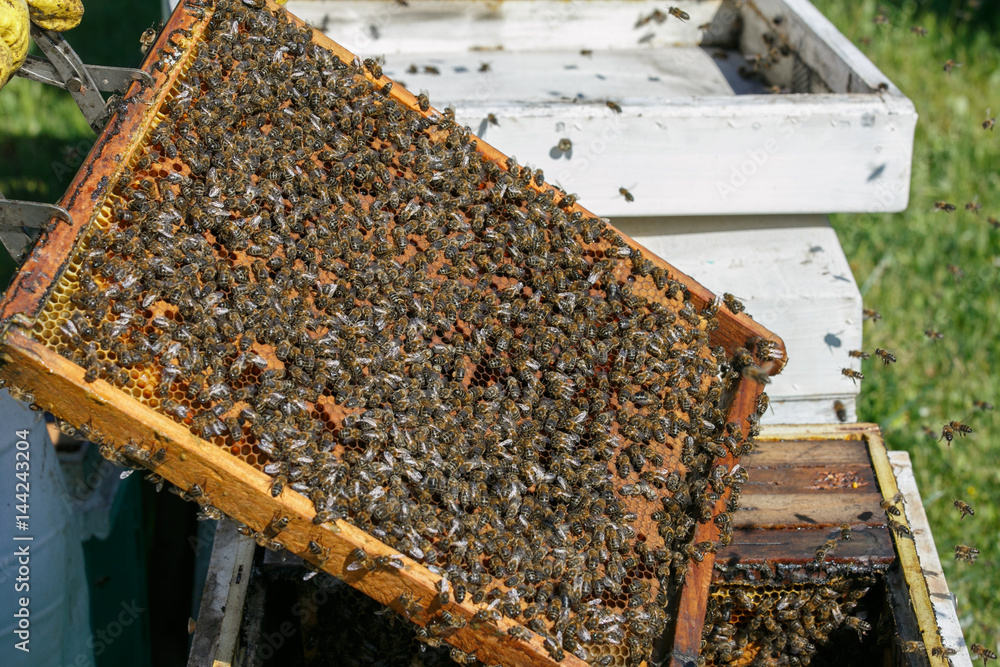 Beekeeping. Working on bees full of bees. Beekeeping. Working on bees full of bees.