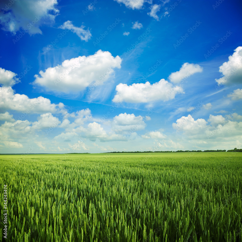 Green meadow under blue sky
