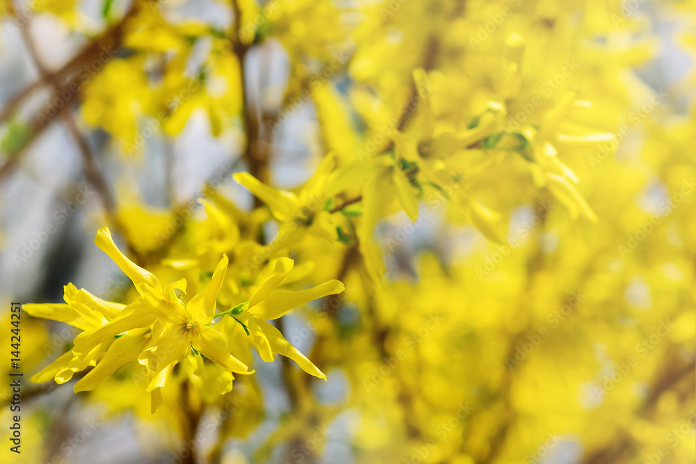 Watercolor yellow background. Sharp and defocused flowers blooming tree. Blooming tree branches with flowers. Copy space. Sunny day. Watercolor yellow background. Sharp and defocused flowers blooming tree. Blooming tree branches with flowers. Copy space. Sunny day.