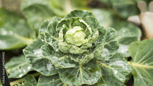 brussels sprout plant in a garden