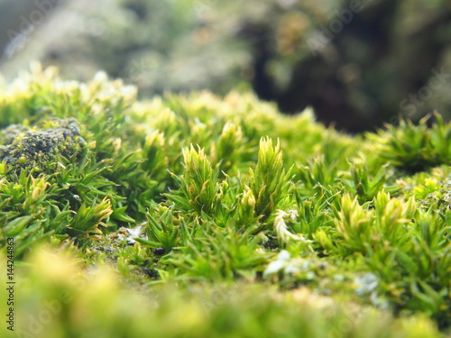 Photography Extreme close up of moss on tree