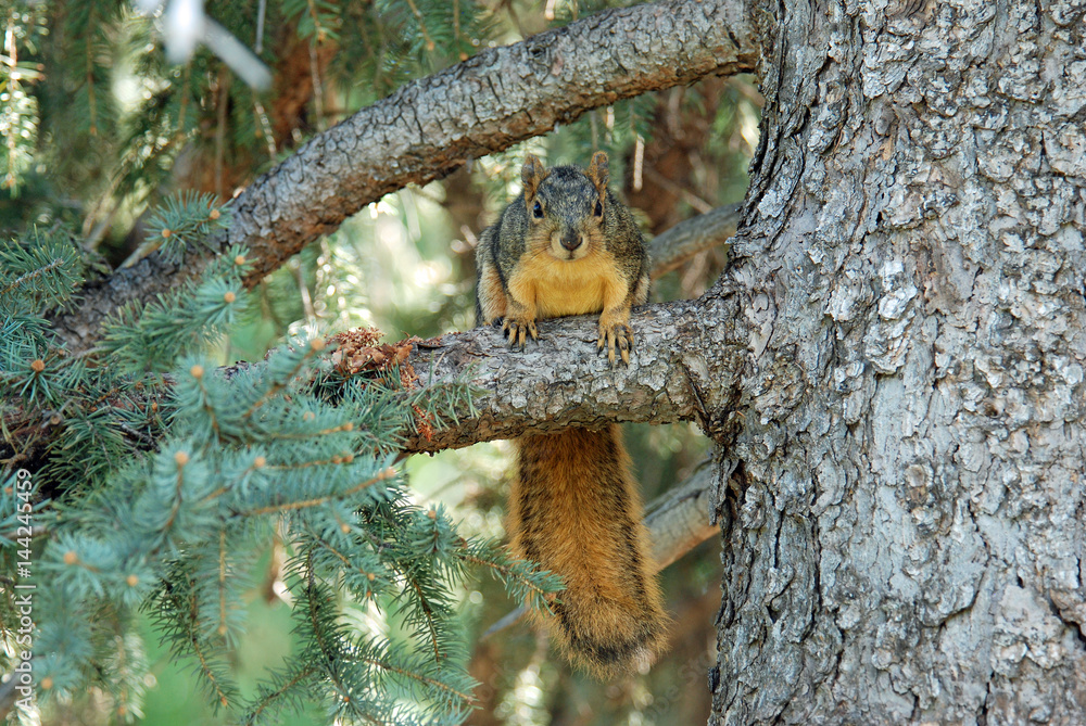Fototapeta premium Squirrel in Tree
