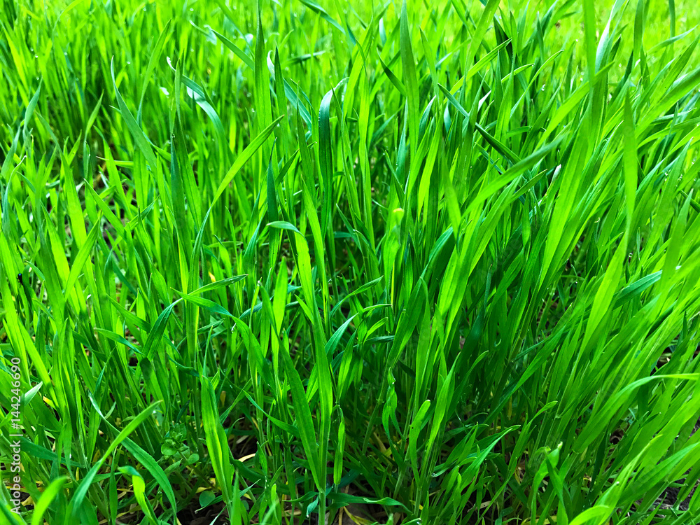 Fototapeta premium Green background - grass.