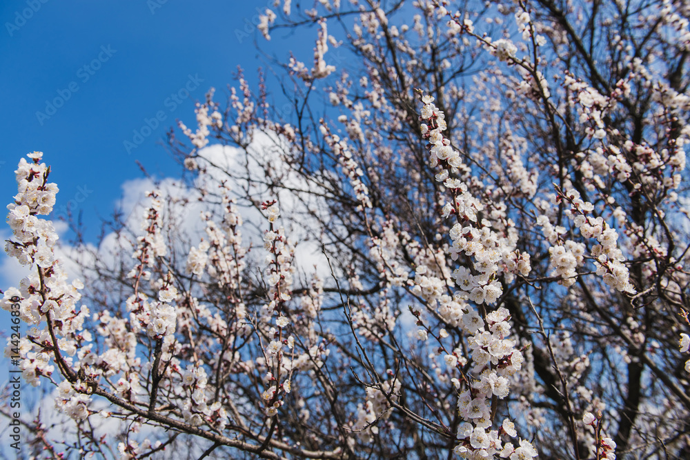 Branch of a flowering apricot. Spring time. Apricot trees branches covered of flowers, blossoms and buds in the spring sunset light and blue sky.
