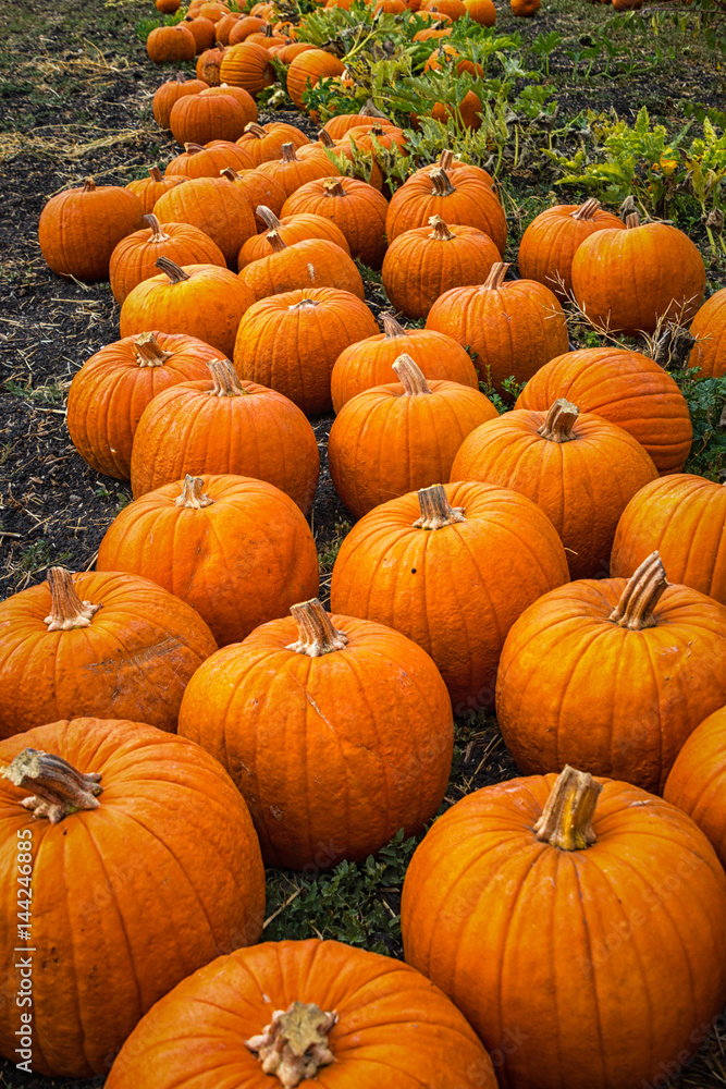 Pumpkin Patch Pumpkin Patch