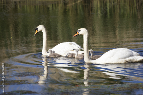 Swan family 