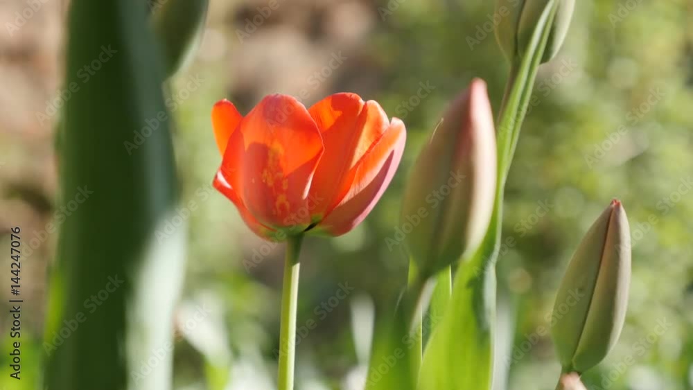Shallow DOF Didier tulip plant in the garden 4K 2160 30fps UltraHD footage - Bi-colour lily family Tulipa gesneriana flower bulb 3840X2160 UHD video Shallow DOF Didier tulip plant in the garden 4K 2160 30fps UltraHD footage - Bi-colour lily family Tulipa gesneriana flower bulb 3840X2160 UHD video