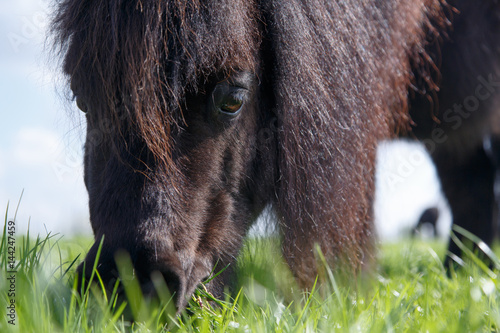 Fototapeta Naklejka Na Ścianę i Meble -  Grasendes Pony