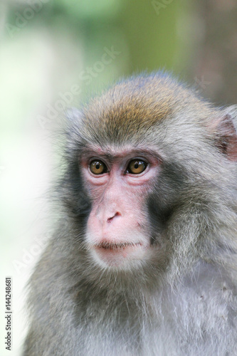 Macaque monkey © Naomi