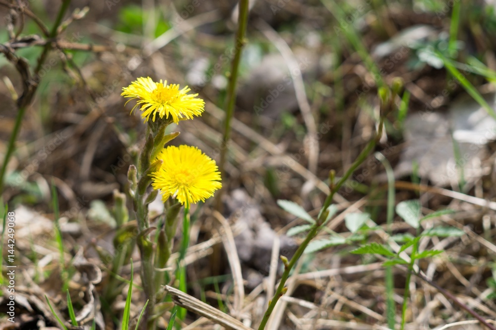 Yellow coltsfoot spring flowers. Slovakia Yellow coltsfoot spring flowers. Slovakia