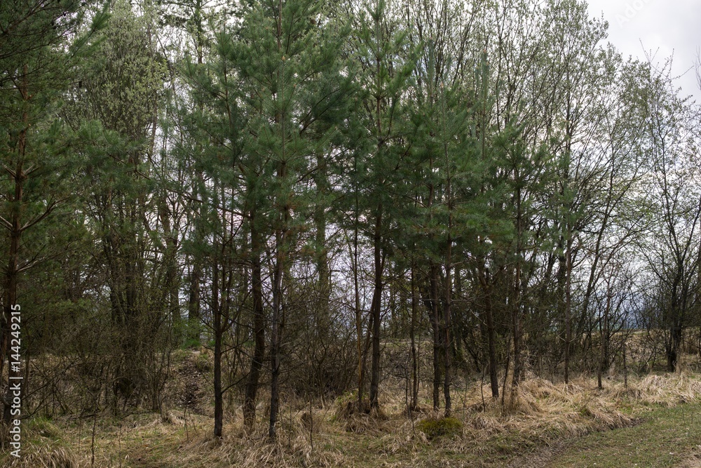 Fototapeta premium Magic trees and paths in the forest. Slovakia