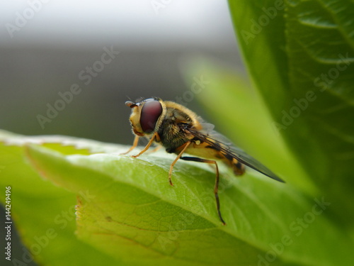 Wallpaper Mural Extreme close up of wasp sitting on leaf Torontodigital.ca