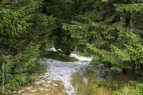 Nature under the snow during spring. Slovakia