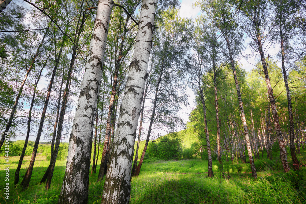 summer in sunny birch forest summer in sunny birch forest