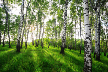 Fotobehang Berkenbos Zonnig berkenbos in zomerse pracht  © janbussan
