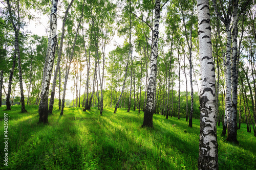Fotografia summer in sunny birch forest