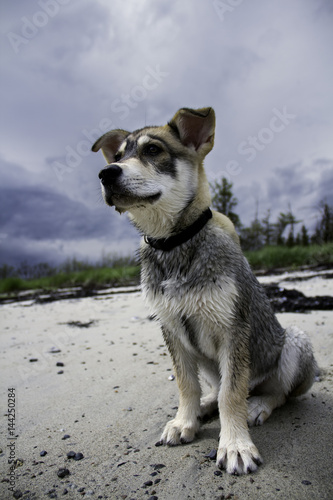 Husky puppy on the beach