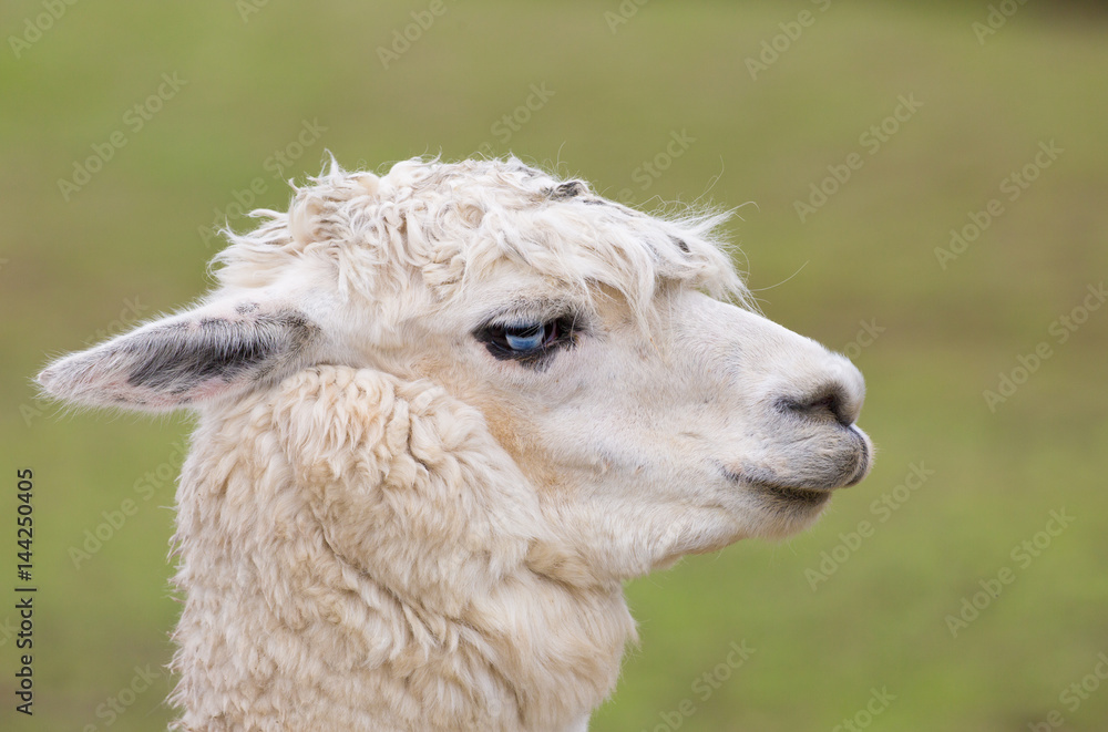 Weißes Lama mit komischer Frisur