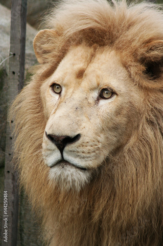 Lion head isolated 