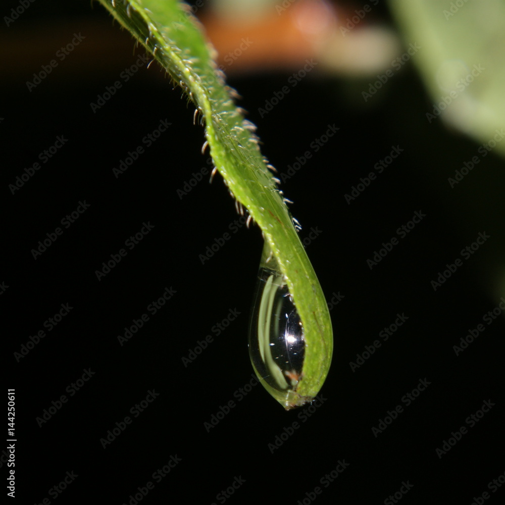 Wassertropfen an Grashalmspitze Wassertropfen an Grashalmspitze