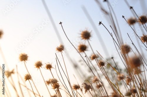 Fotografie, Obraz Beautiful sunrise light through thorn or bur flowers and grass