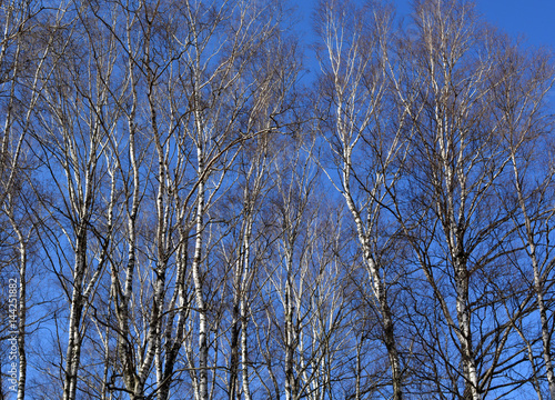 Beautiful birch grove in spring against the blue sky, nature, landscape, texture, background