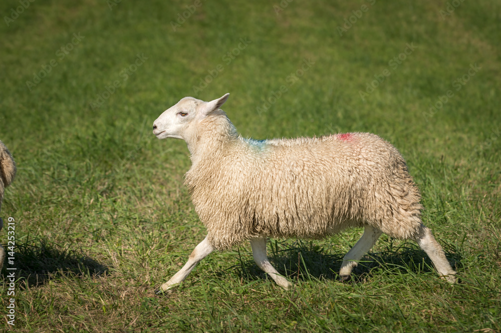 Obraz premium Sheep (Ovis aries) Trots Left