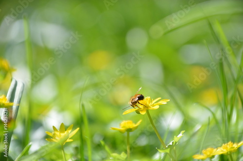 Foto Scharbockskrautblüte in der grünen Wiese