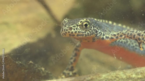 Alpine newt in a pond 