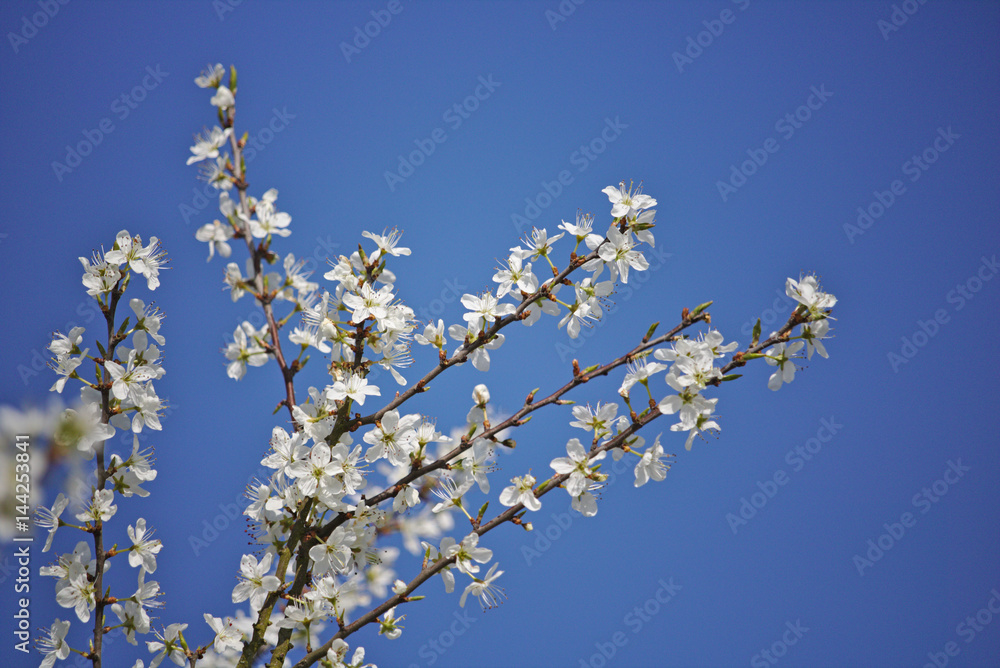 Hawthorn in bloom in front of a blue sky Hawthorn in bloom in front of a blue sky